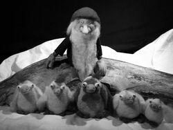 tomte